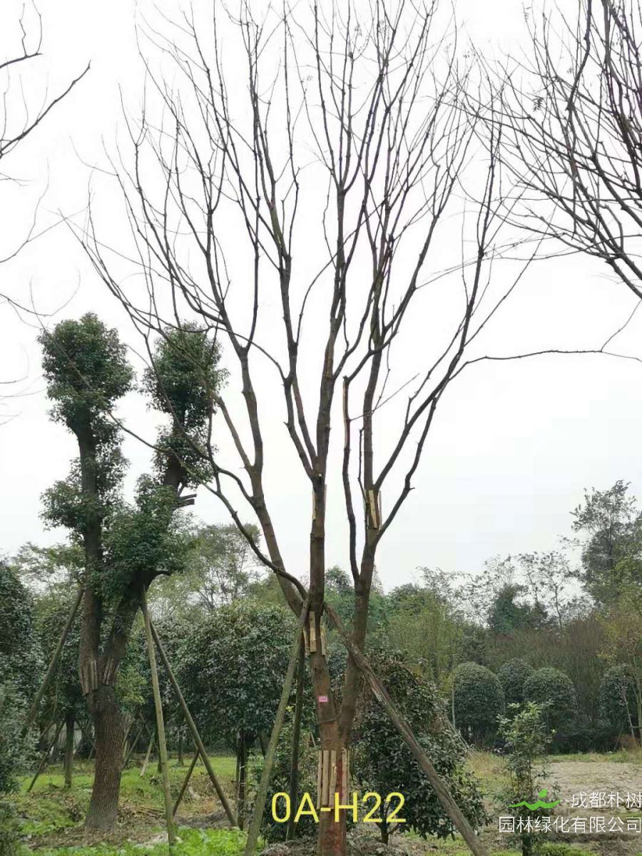 2020年四川省23-30公分黄连木价格如何？