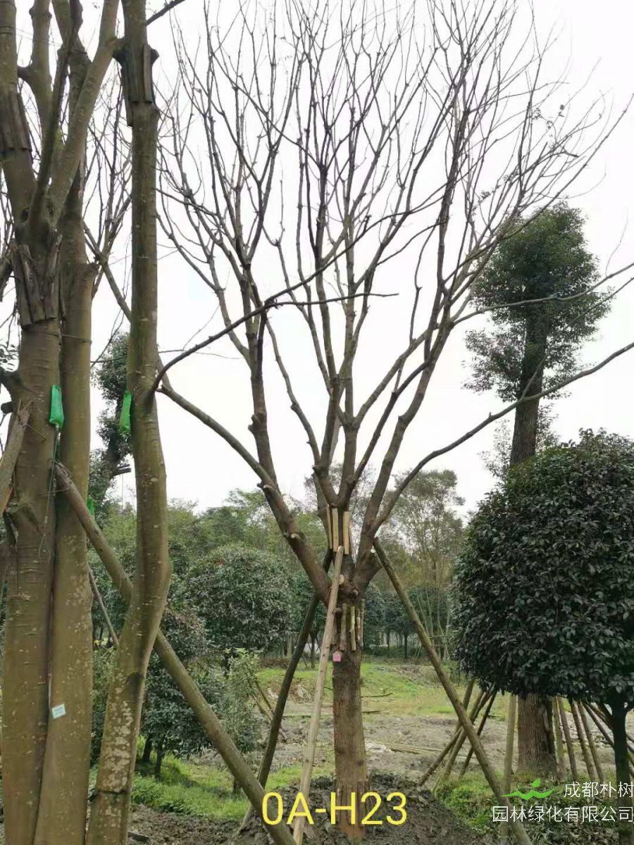 2020年四川省23-30公分黄连木价格如何？