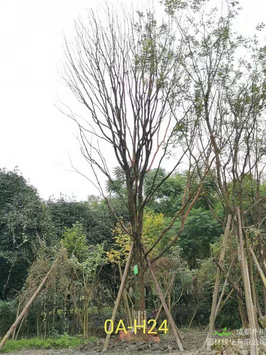 2020年都江堰市31-43公分精品黄连木价格趋势