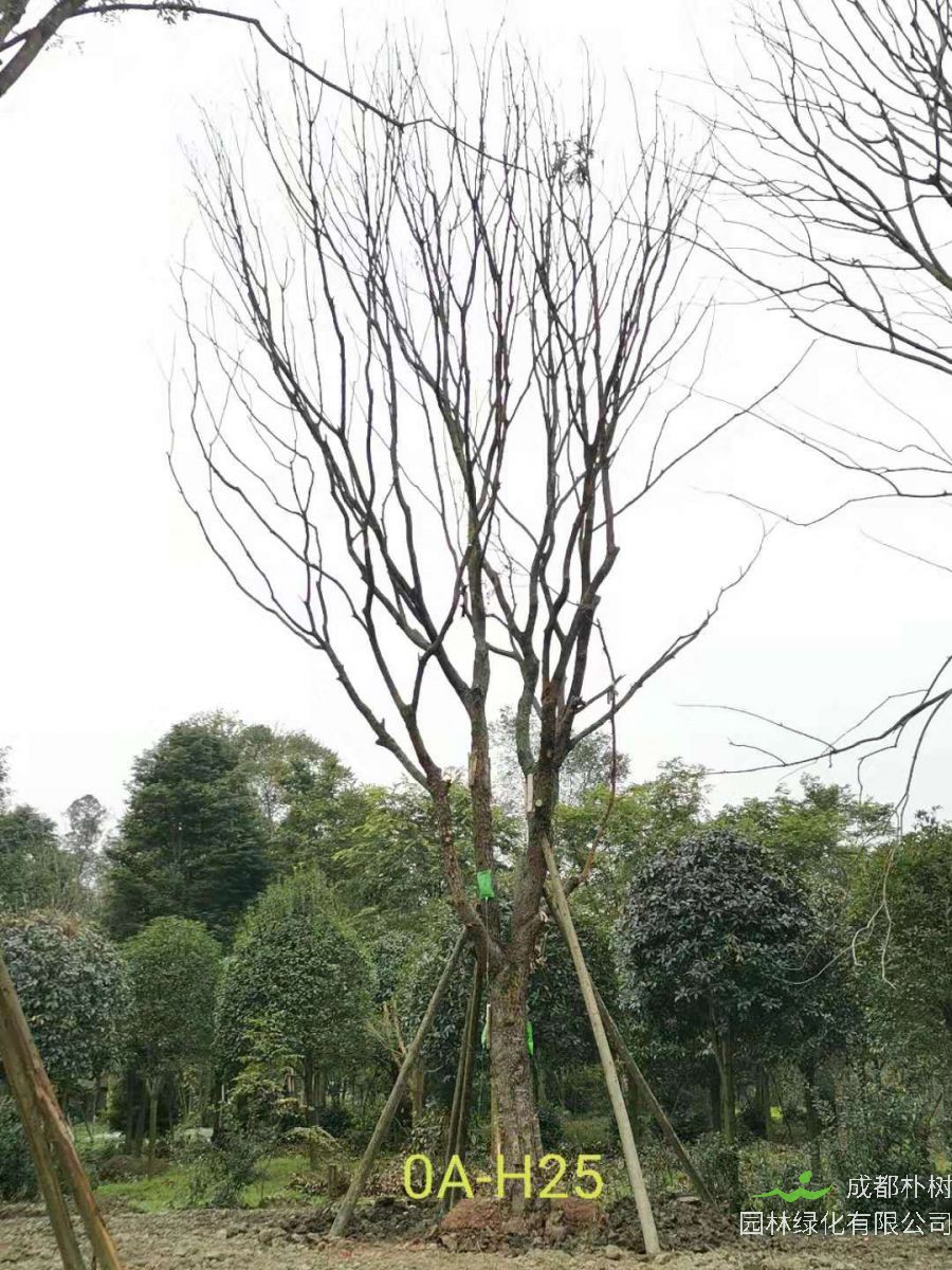 2020年都江堰市31-43公分精品黄连木价格趋势