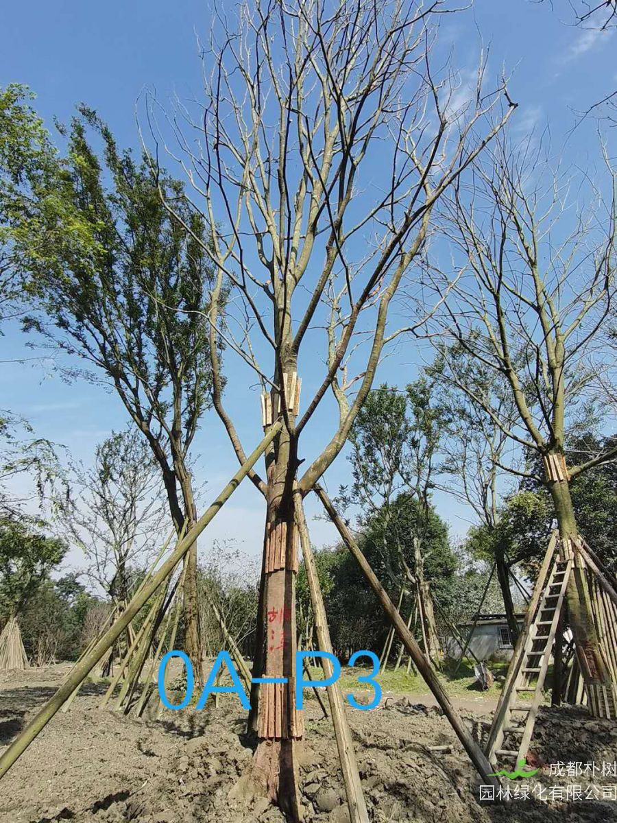 2020年31-40公分精品朴树价格怎么样？