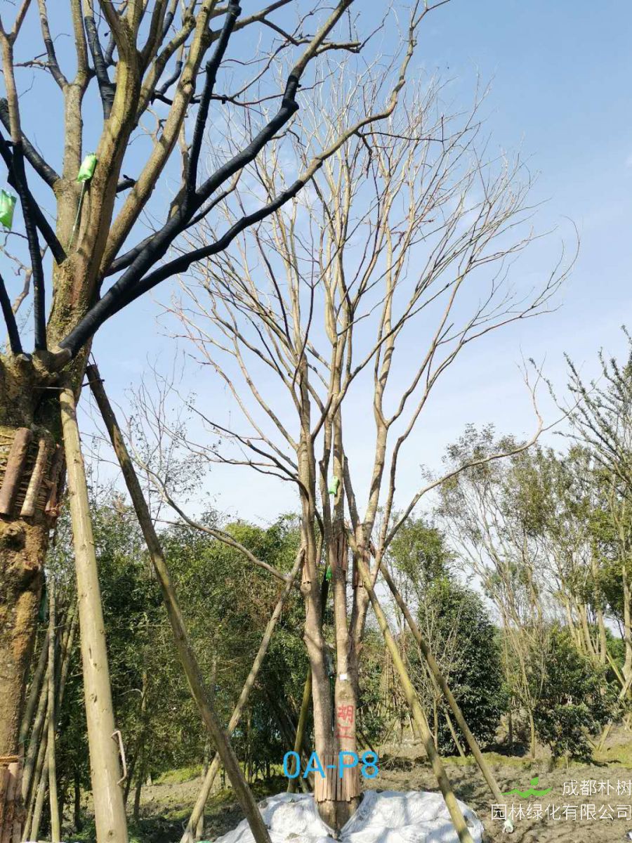 2020年四川省41-50公分精品朴树价格详情-价格趋势