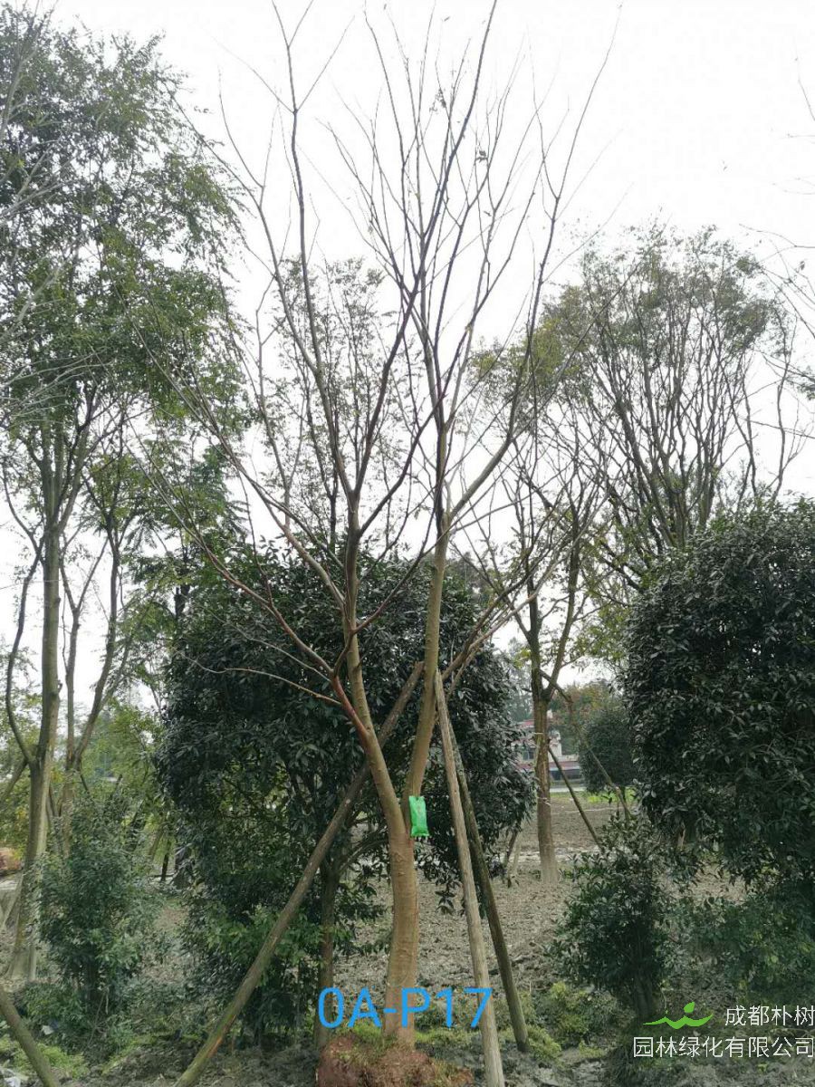 2020年19-30公分朴树价格如何？