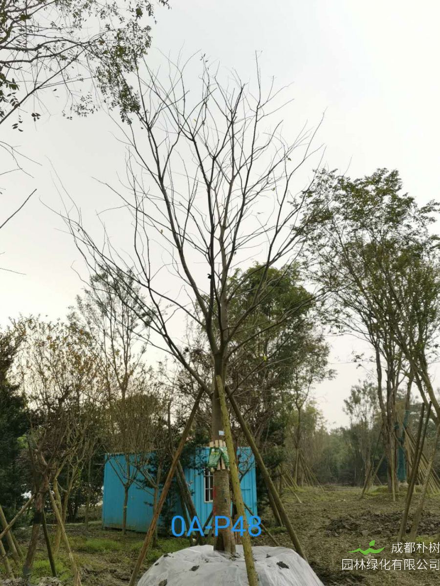 2020年19-30公分朴树价格如何？