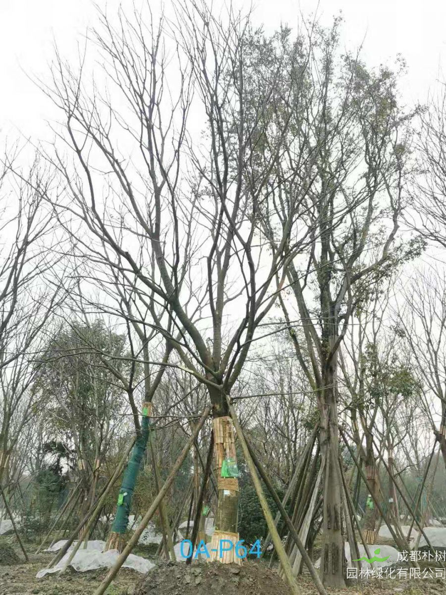 2020年31-40公分精品朴树价格怎么样？
