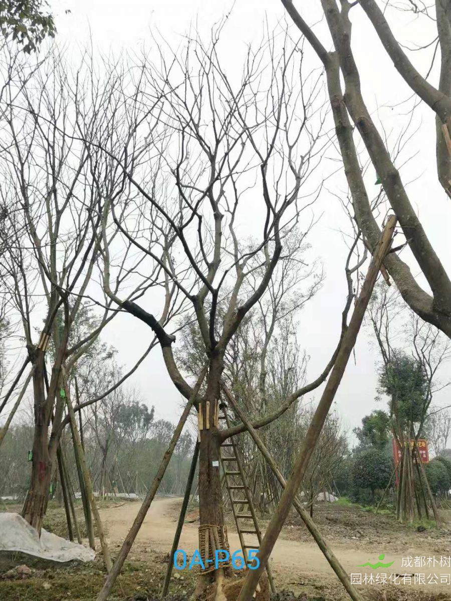 2020年31-40公分精品朴树价格怎么样？