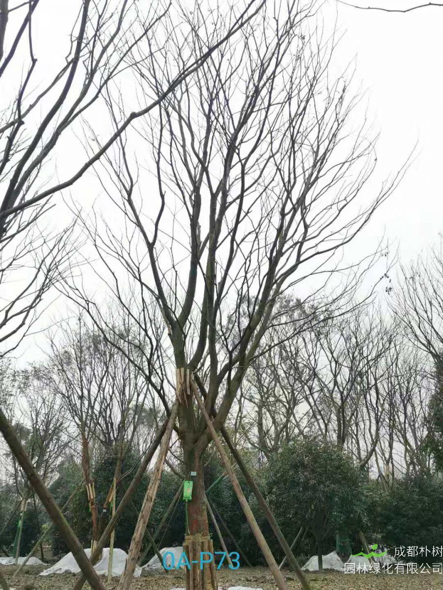 2020年31-40公分精品朴树价格怎么样？
