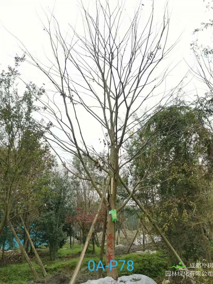 2020年19-30公分朴树价格如何？