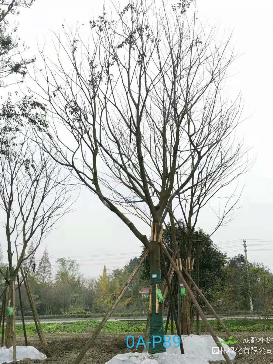 2020年31-40公分精品朴树价格怎么样？