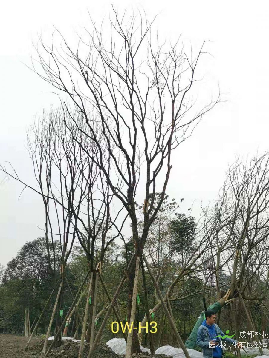 2020年四川省23-30公分黄连木价格如何？