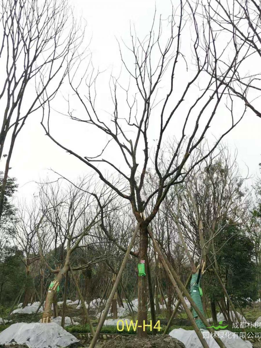 2020年四川省23-30公分黄连木价格如何？