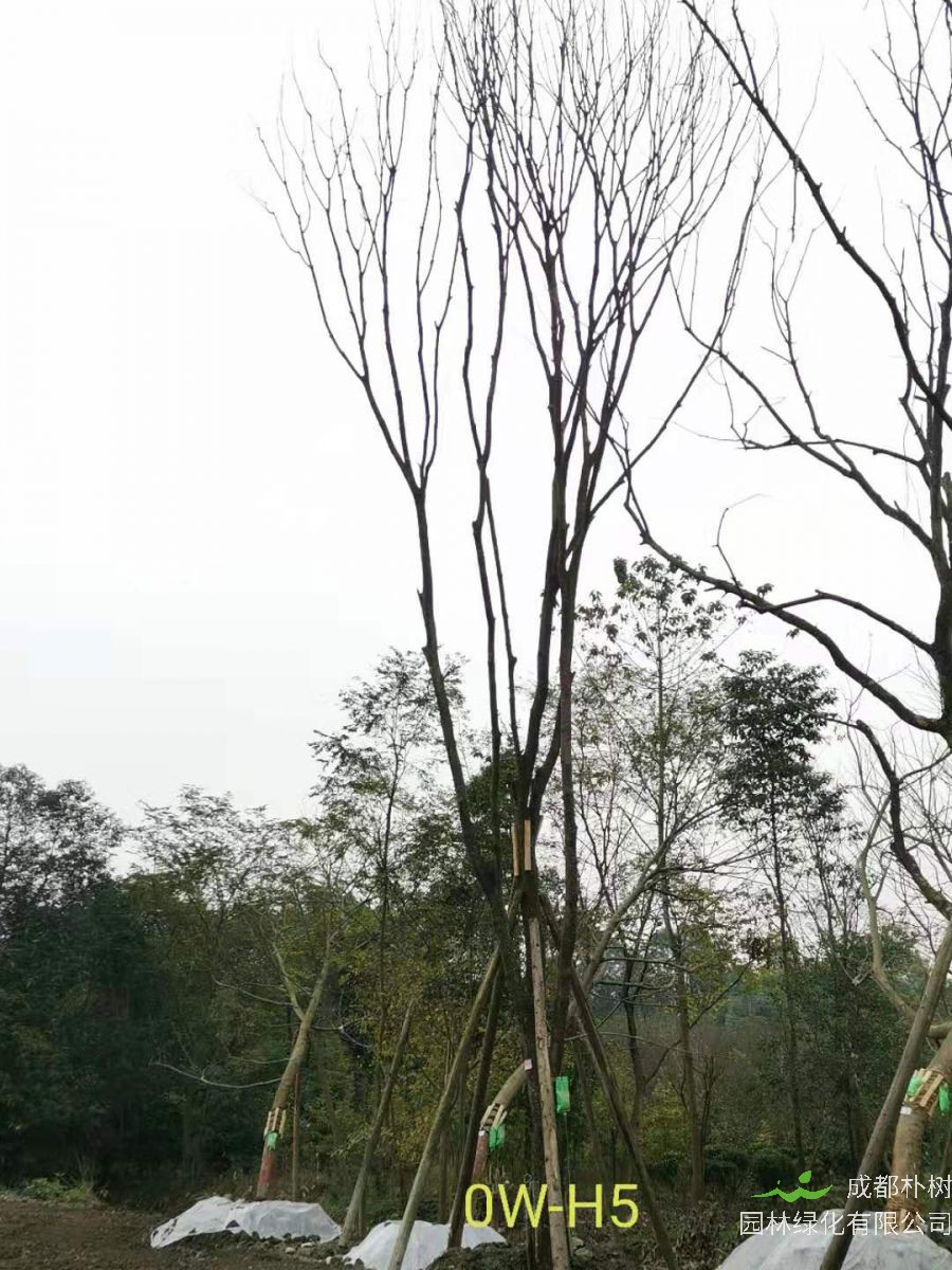 2020年四川省23-30公分黄连木价格如何？