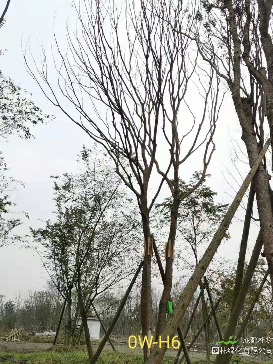 2020年都江堰市31-43公分精品黄连木价格趋势