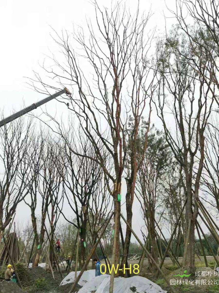 2020年都江堰市31-43公分精品黄连木价格趋势