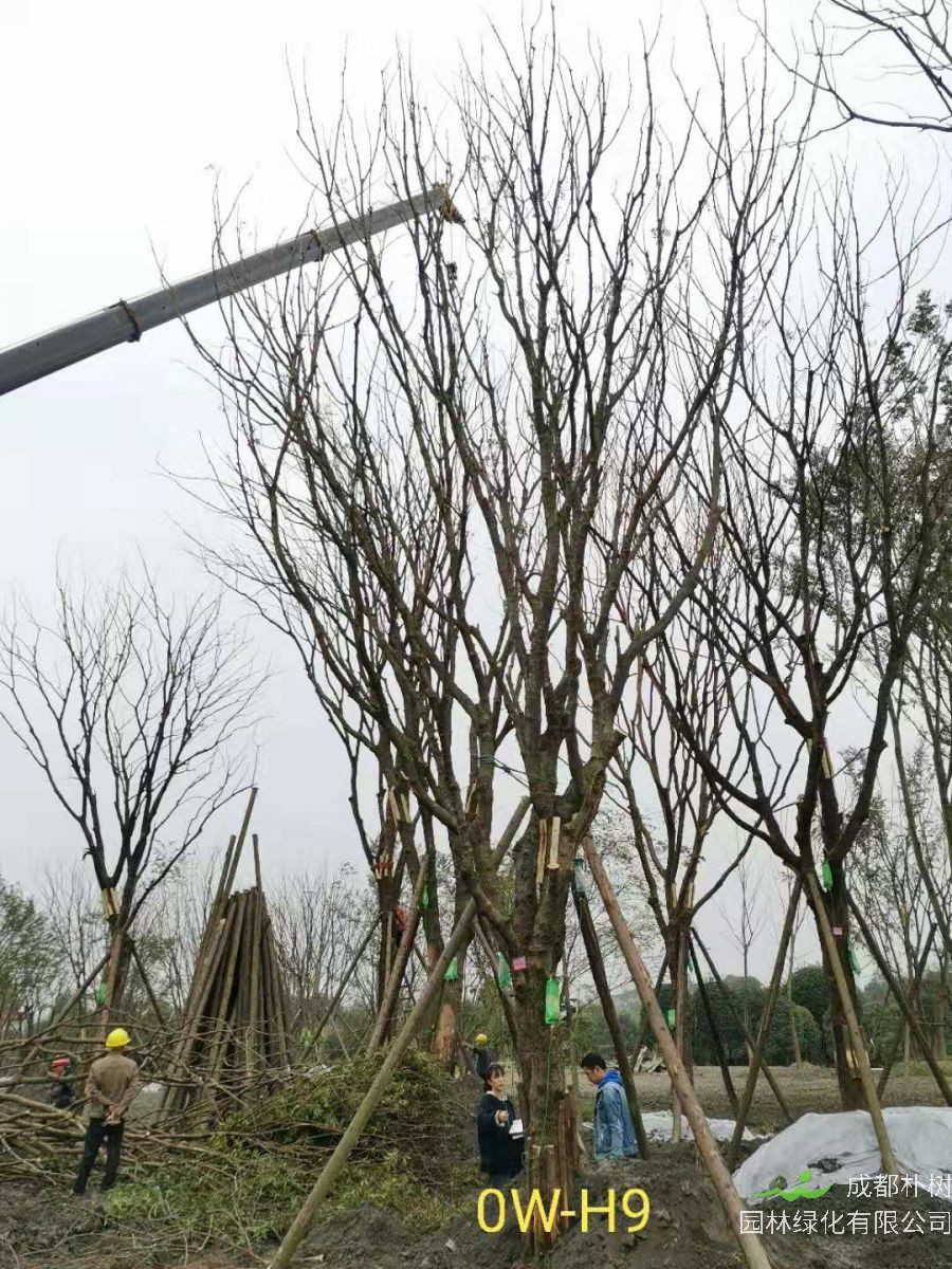 2020年都江堰市31-43公分精品黄连木价格趋势