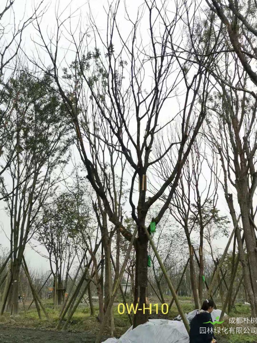 2020年都江堰市31-43公分精品黄连木价格趋势