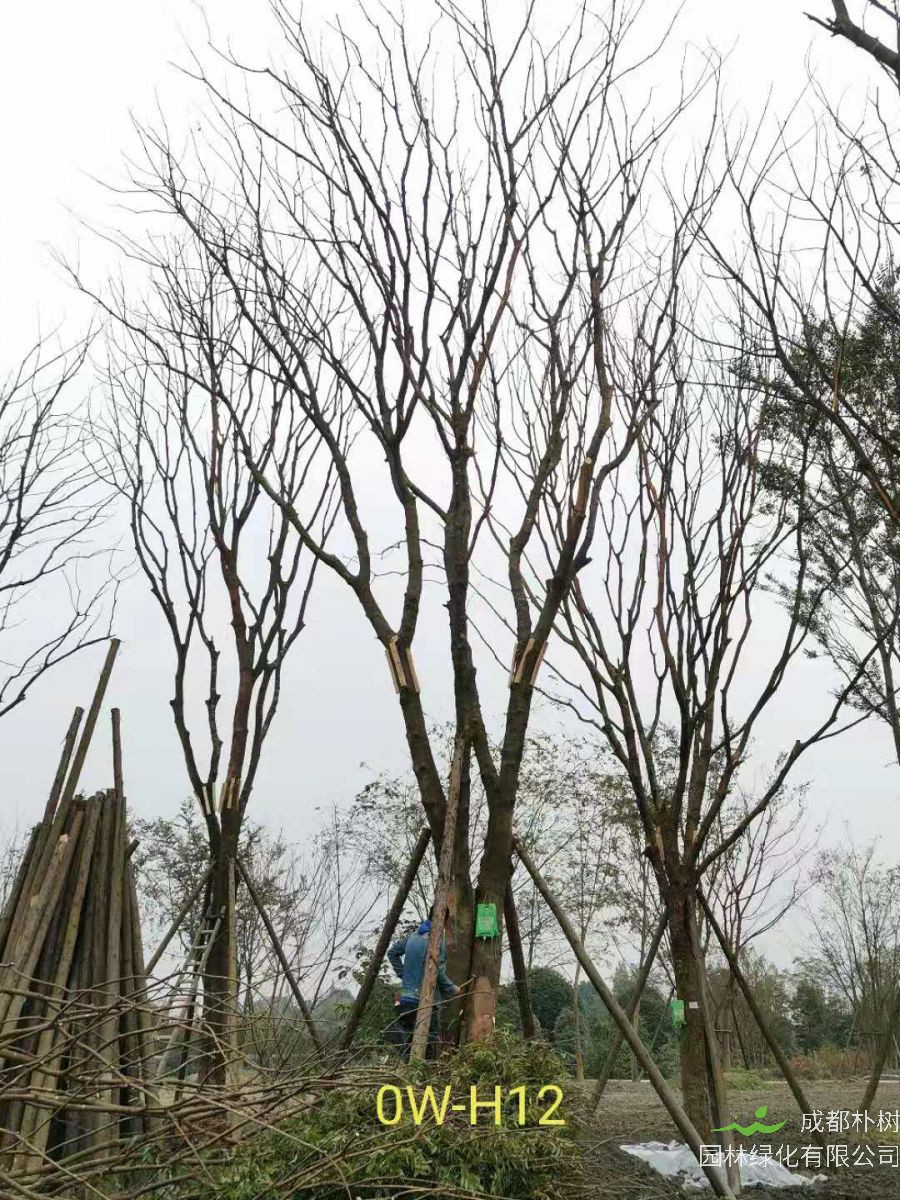 2020年都江堰市31-43公分精品黄连木价格趋势