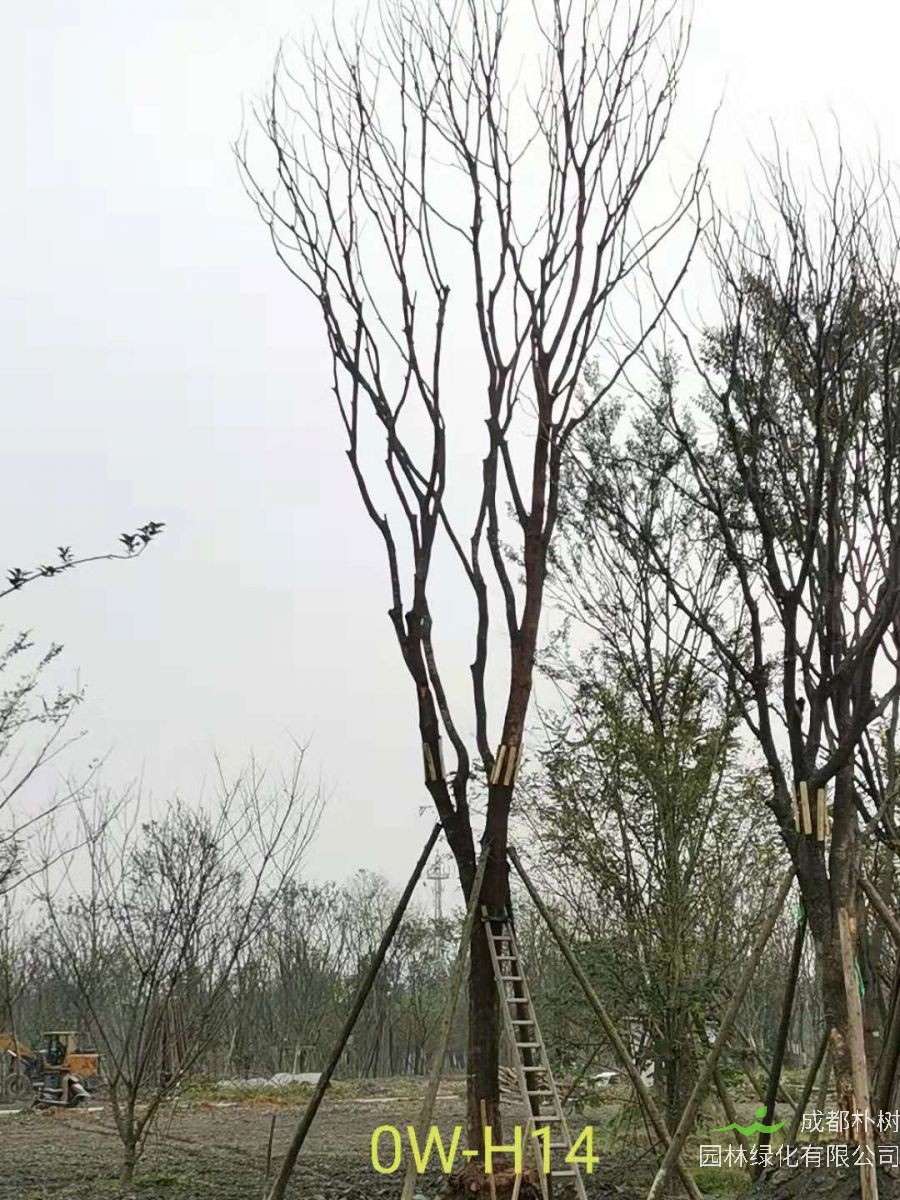 2020年都江堰市31-43公分精品黄连木价格趋势