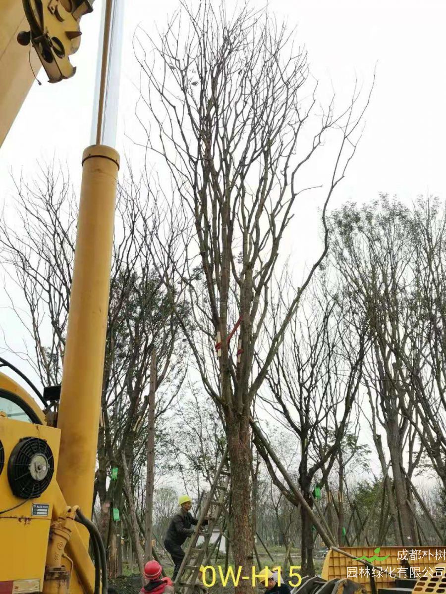 2020年都江堰市31-43公分精品黄连木价格趋势