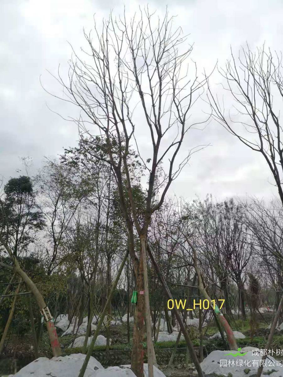 2020年四川省23-30公分黄连木价格如何？