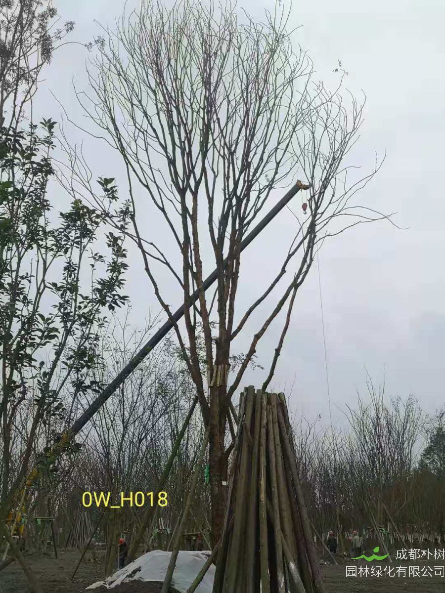 2020年都江堰市31-43公分精品黄连木价格趋势