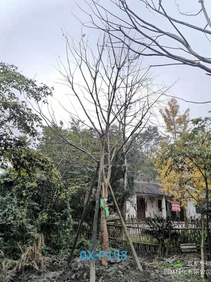 2020年19-30公分朴树价格如何？