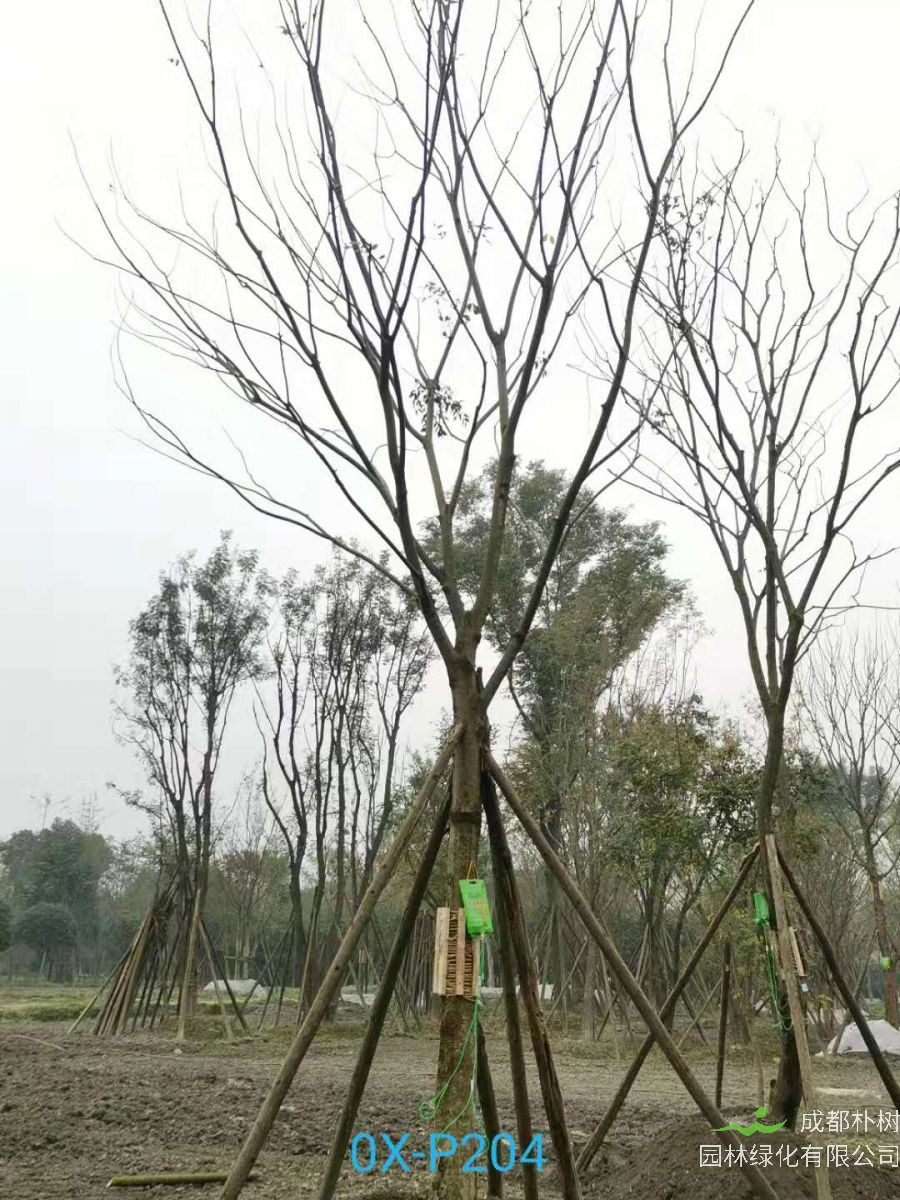 2020年19-30公分朴树价格如何？