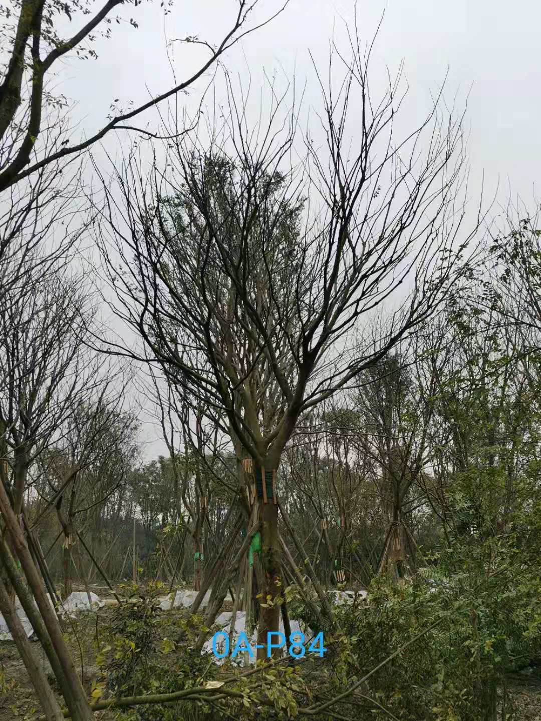 2020年19-30公分朴树价格如何？