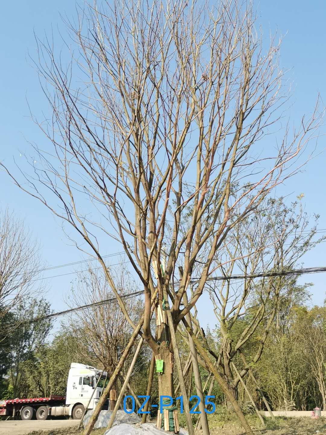 2020年31-40公分精品朴树价格怎么样？