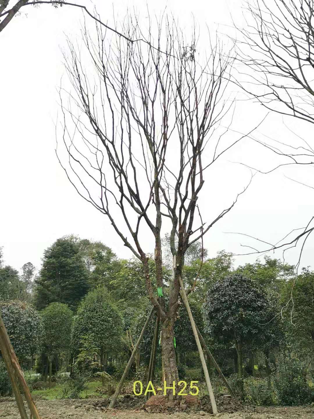 2020年都江堰市31-43公分精品黄连木价格趋势