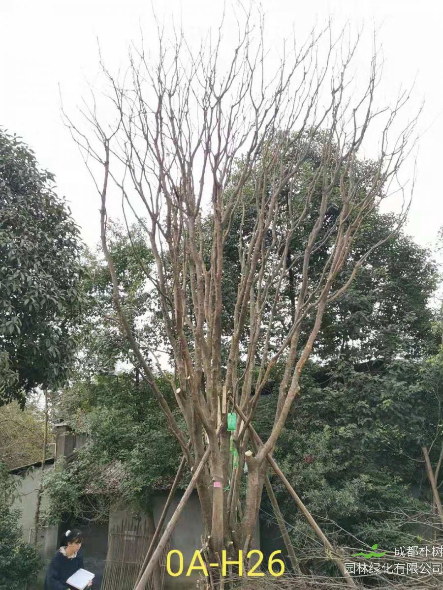 2020年四川省-乐山市72-162公分的精品丛生黄连木价格怎么样？