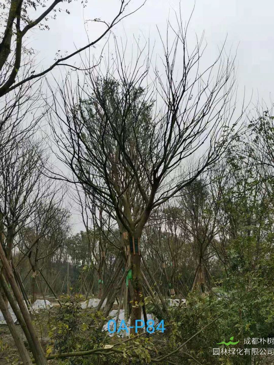 23-30公分朴树在2020年价格如何？