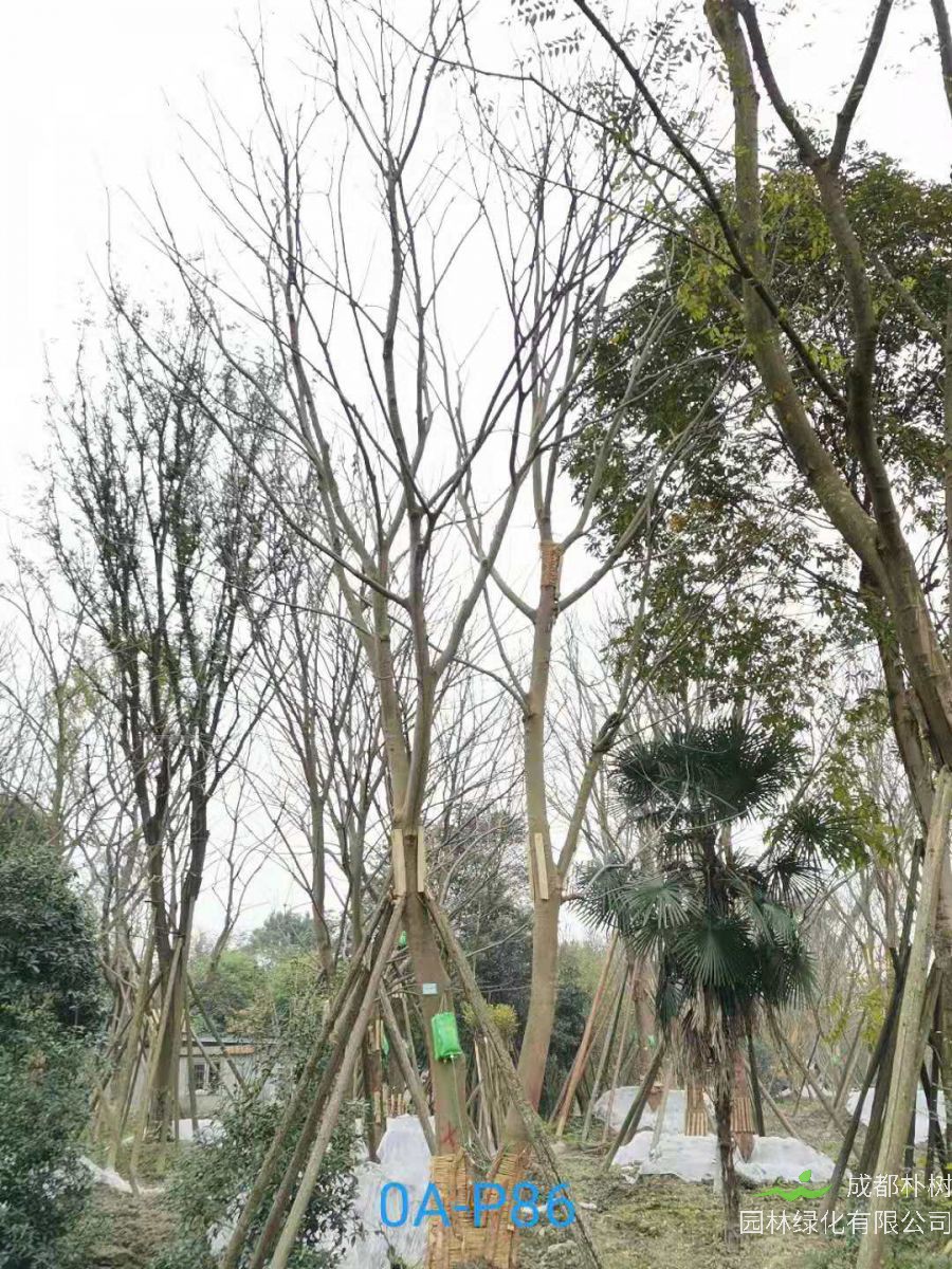 2020年31-34公分朴树最新价格详情