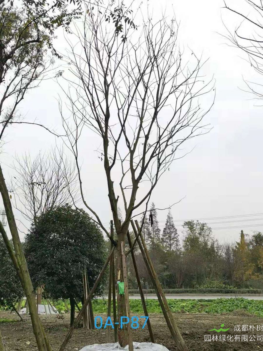 23-30公分朴树在2020年价格如何？