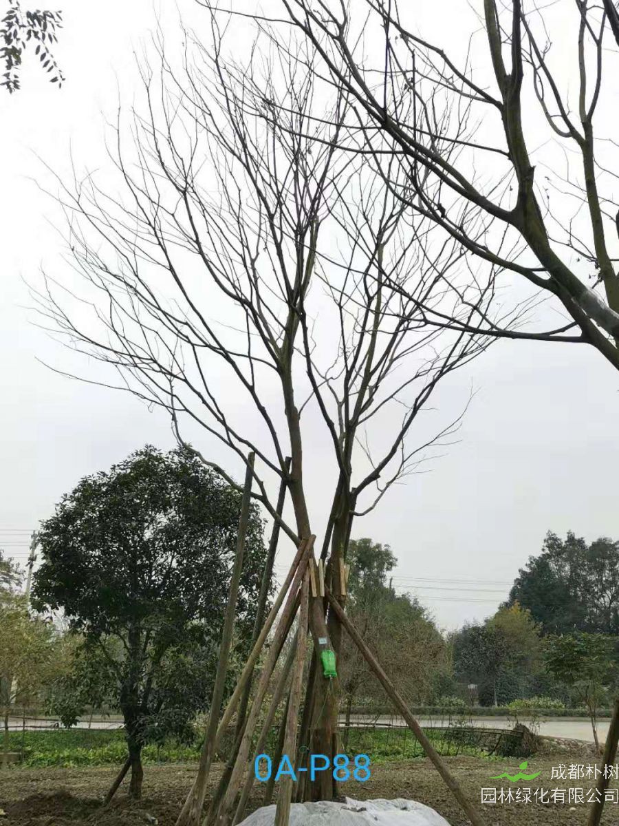 23-30公分朴树在2020年价格如何？