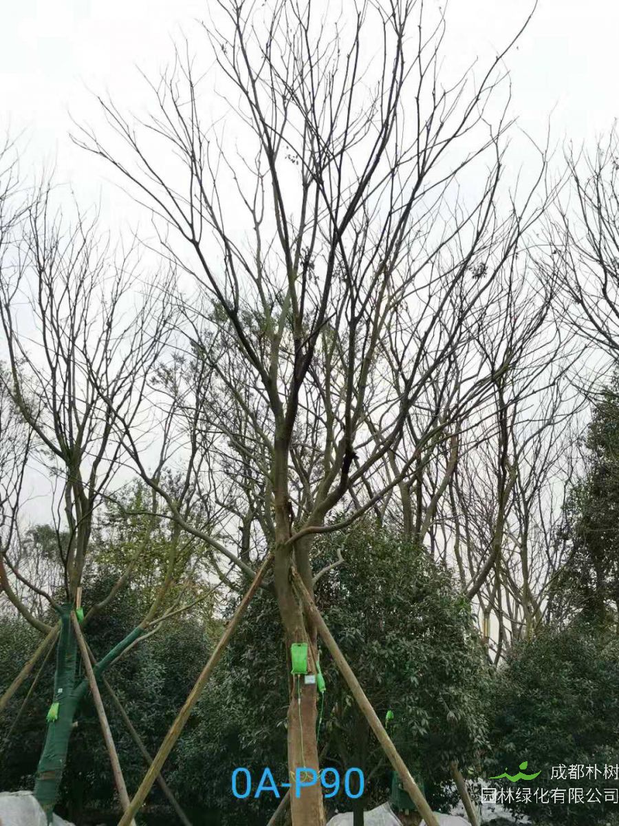 23-30公分朴树在2020年价格如何？