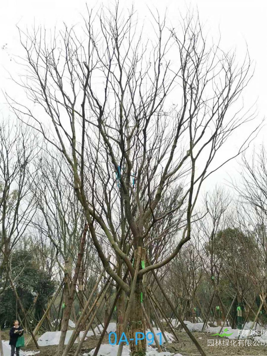 2020年德阳市36-40公分精品朴树最新价格-价格趋势