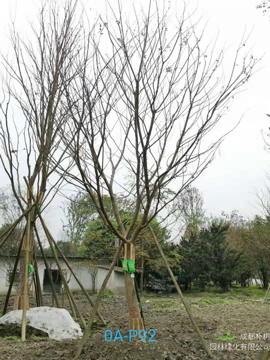 23-30公分朴树在2020年价格如何？
