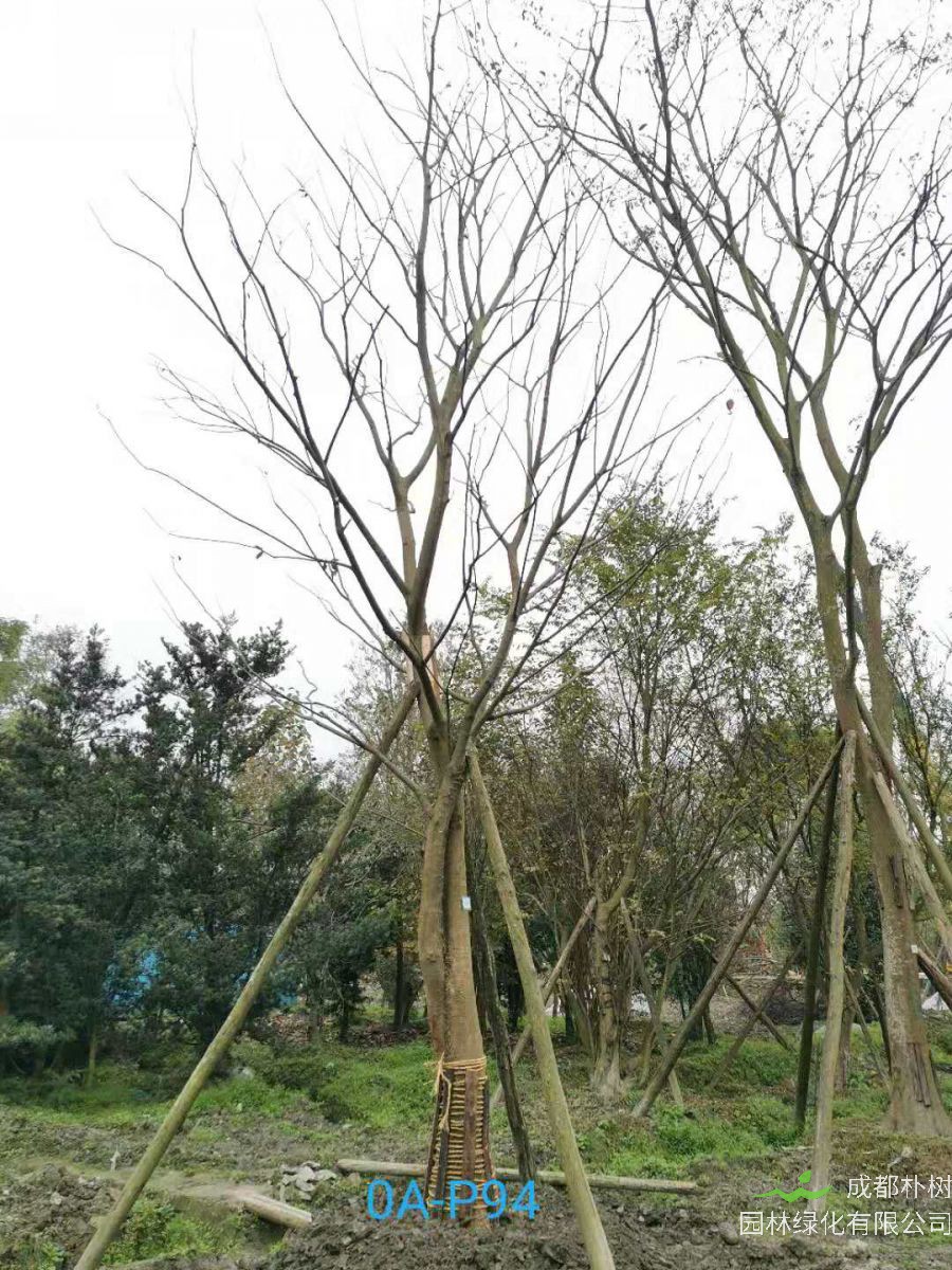 23-30公分朴树在2020年价格如何？