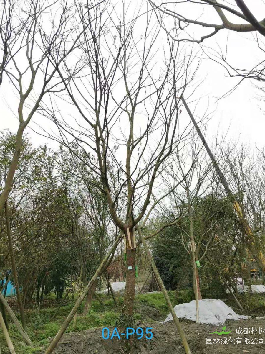 23-30公分朴树在2020年价格如何？