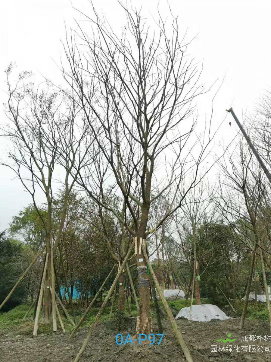 23-30公分朴树在2020年价格如何？