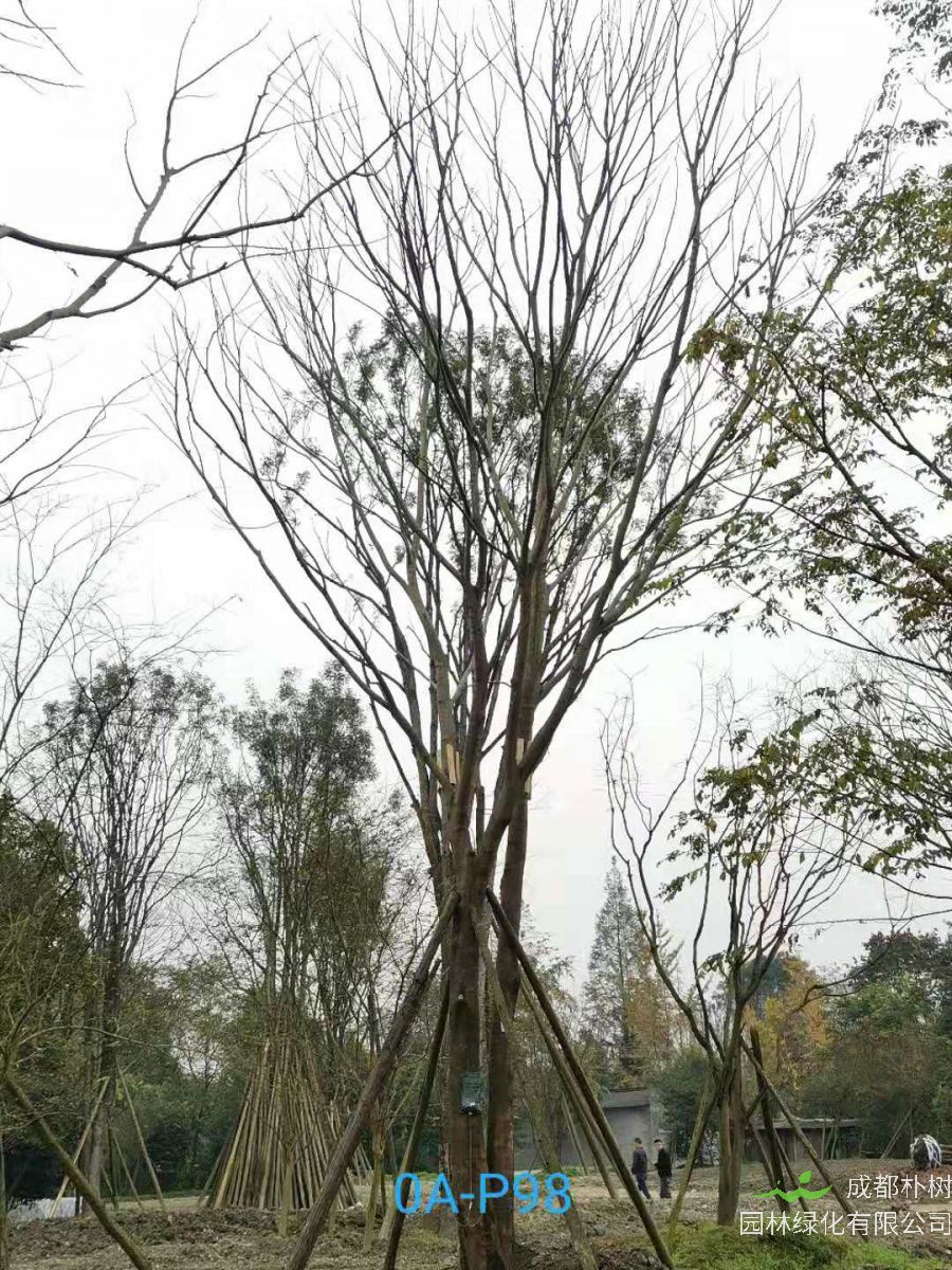 2020年德阳市36-40公分精品朴树最新价格-价格趋势
