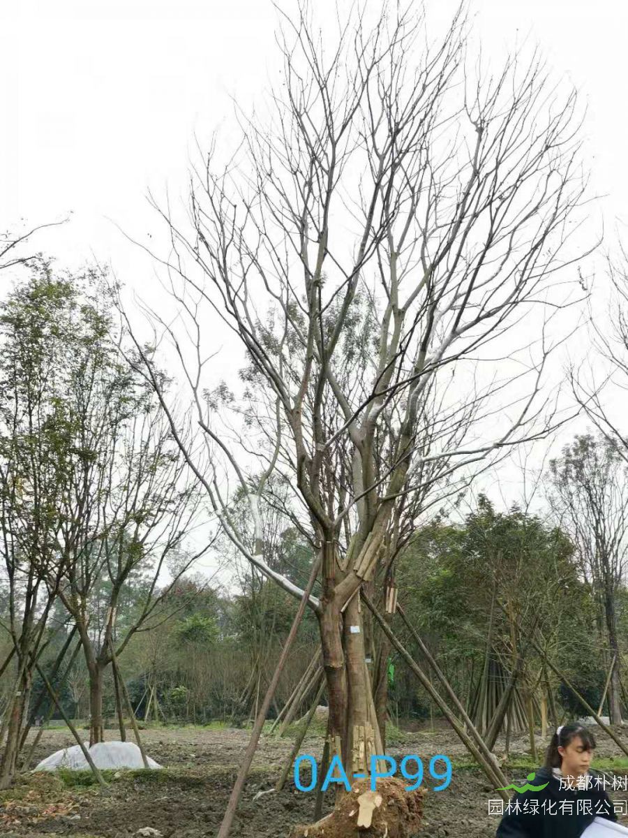 2020年德阳市36-40公分精品朴树最新价格-价格趋势