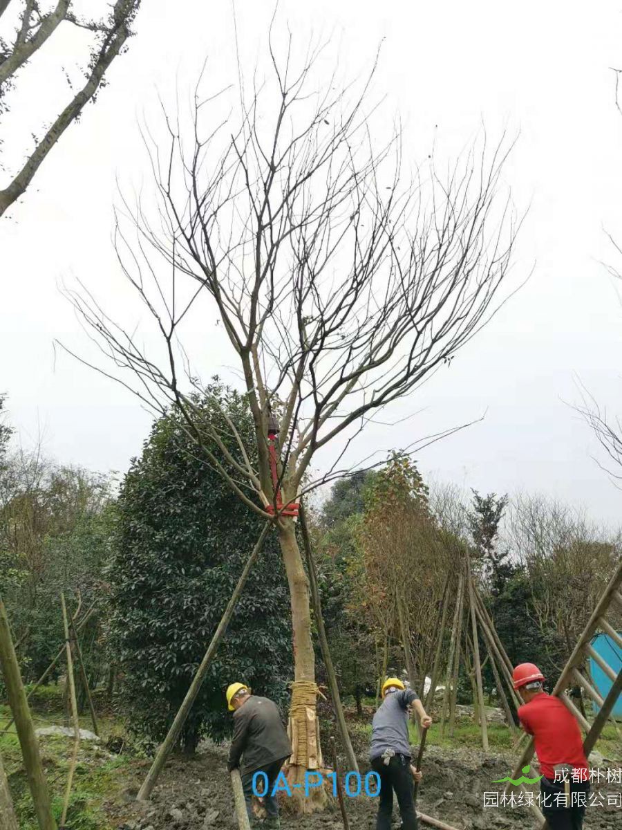 23-30公分朴树在2020年价格如何？