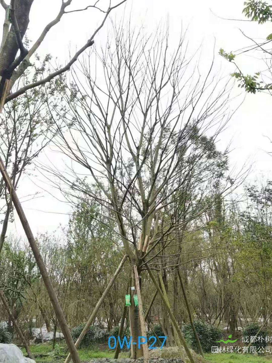 2020年31-34公分朴树最新价格详情