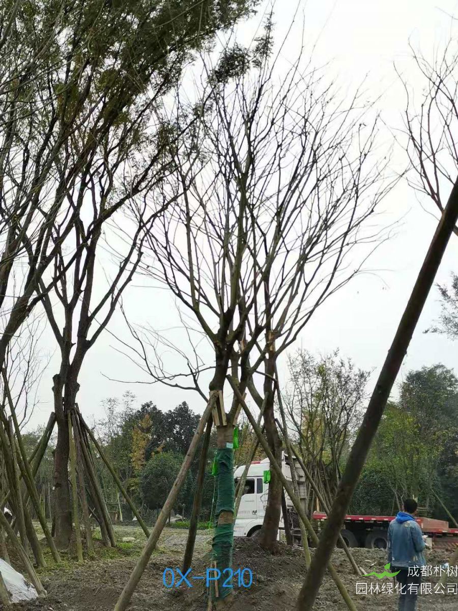 23-30公分朴树在2020年价格如何？