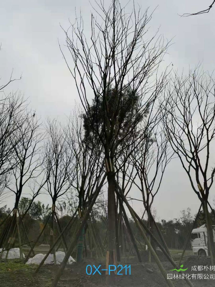 23-30公分朴树在2020年价格如何？