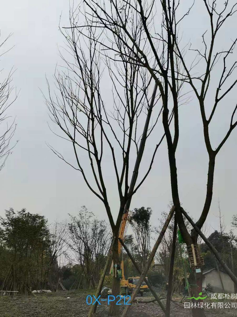 23-30公分朴树在2020年价格如何？