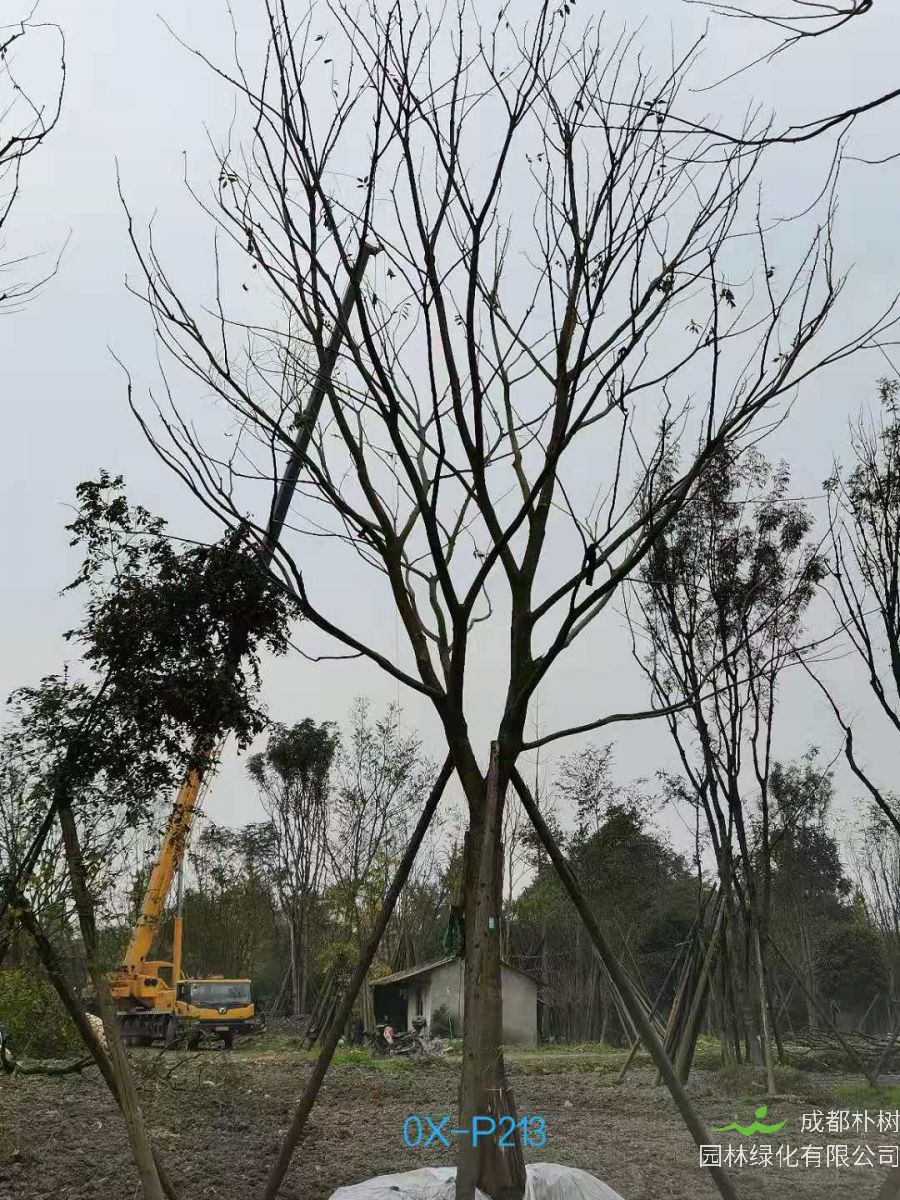 23-30公分朴树在2020年价格如何？