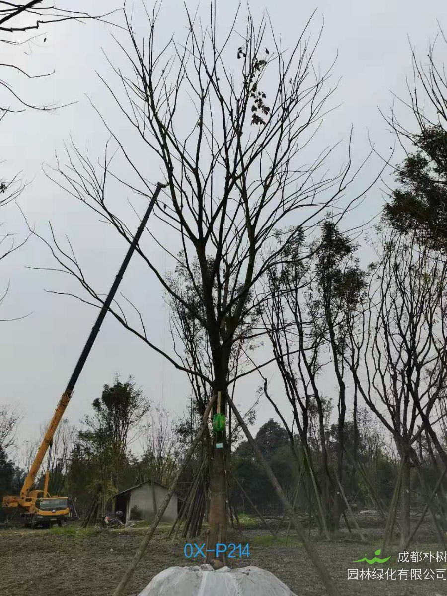 23-30公分朴树在2020年价格如何？